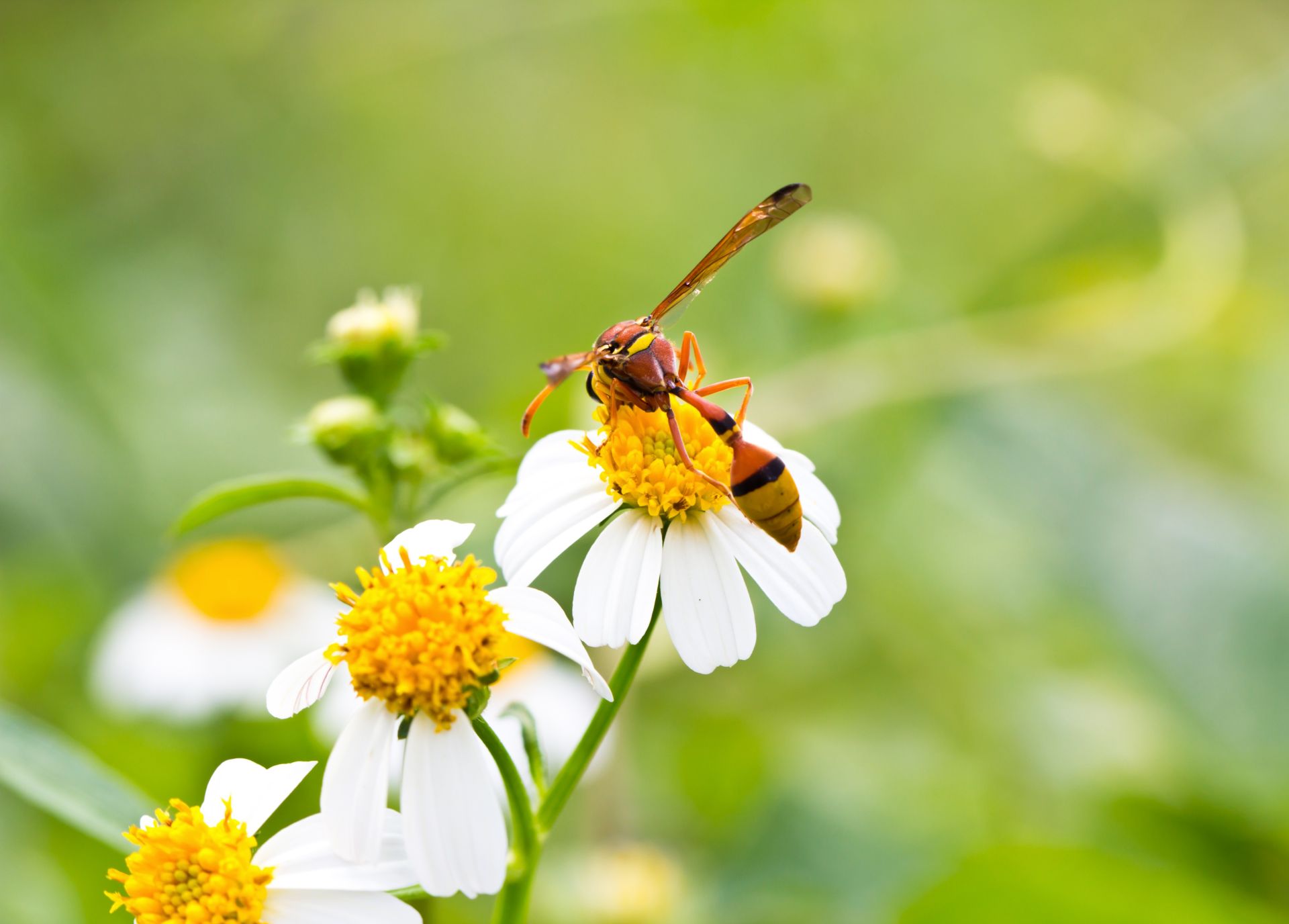 Parasitic wasp on a white flower, aiding aphid control.