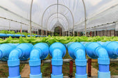 Aquaponics system with blue pipes in a greenhouse.