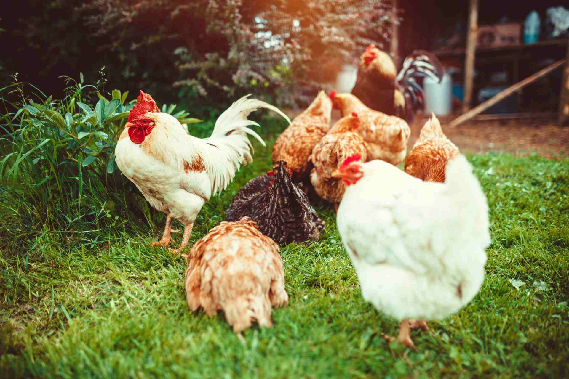 Everything About Breeding Homestead Chickens