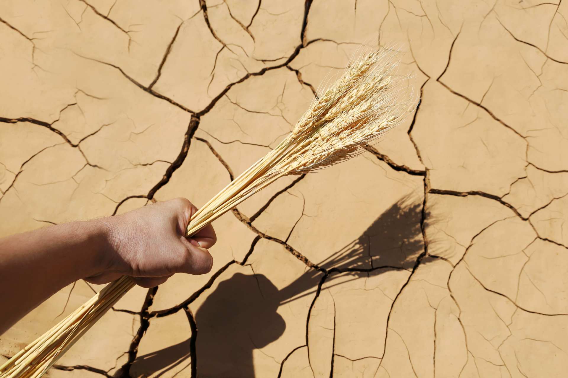 A hand holding dried wheat stalks against cracked, drought-affected soil, symbolizing food scarcity due to natural disasters and climate change.
