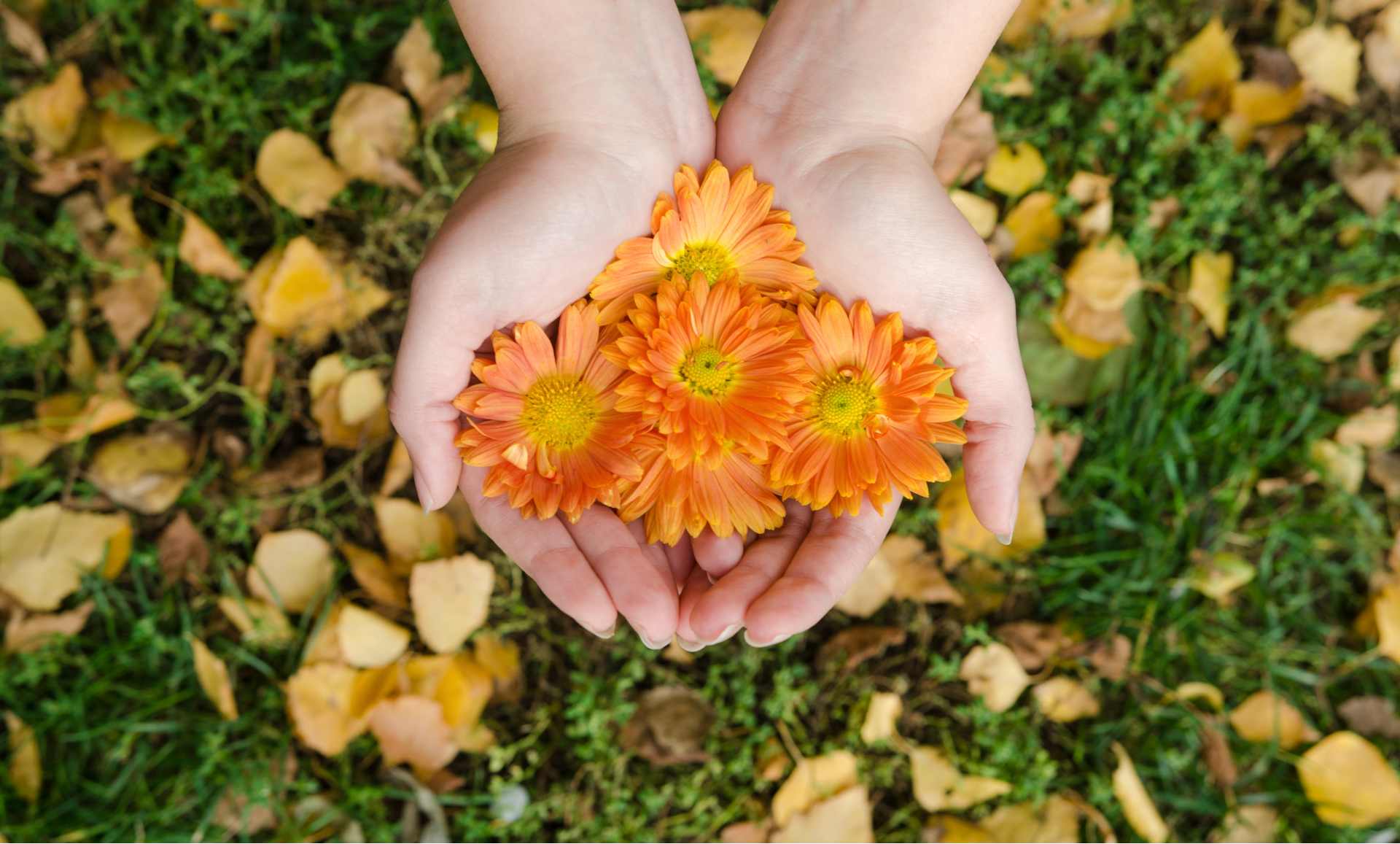Hands gently cradling bright orange calendula flowers, set against a background of grass and autumn leaves.
