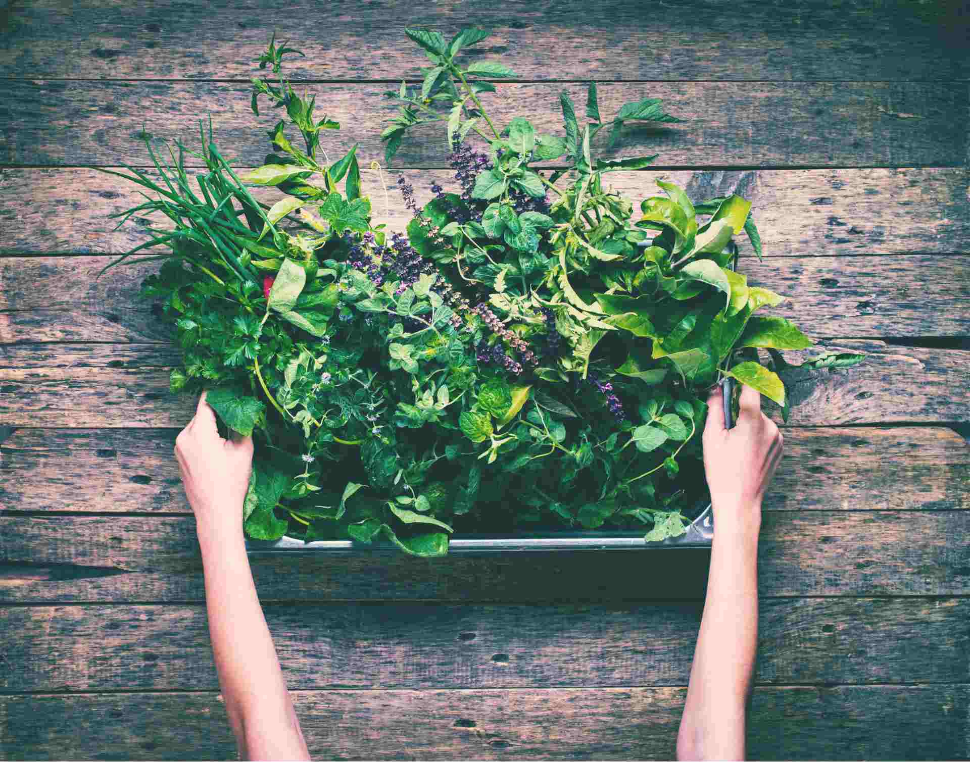 Hands holding a tray of fresh wild herbs on a rustic wooden surface.
