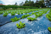 Aquaponics systems combining fish farming with hydroponics - Aquaponics Farming For Sustainable Agriculture