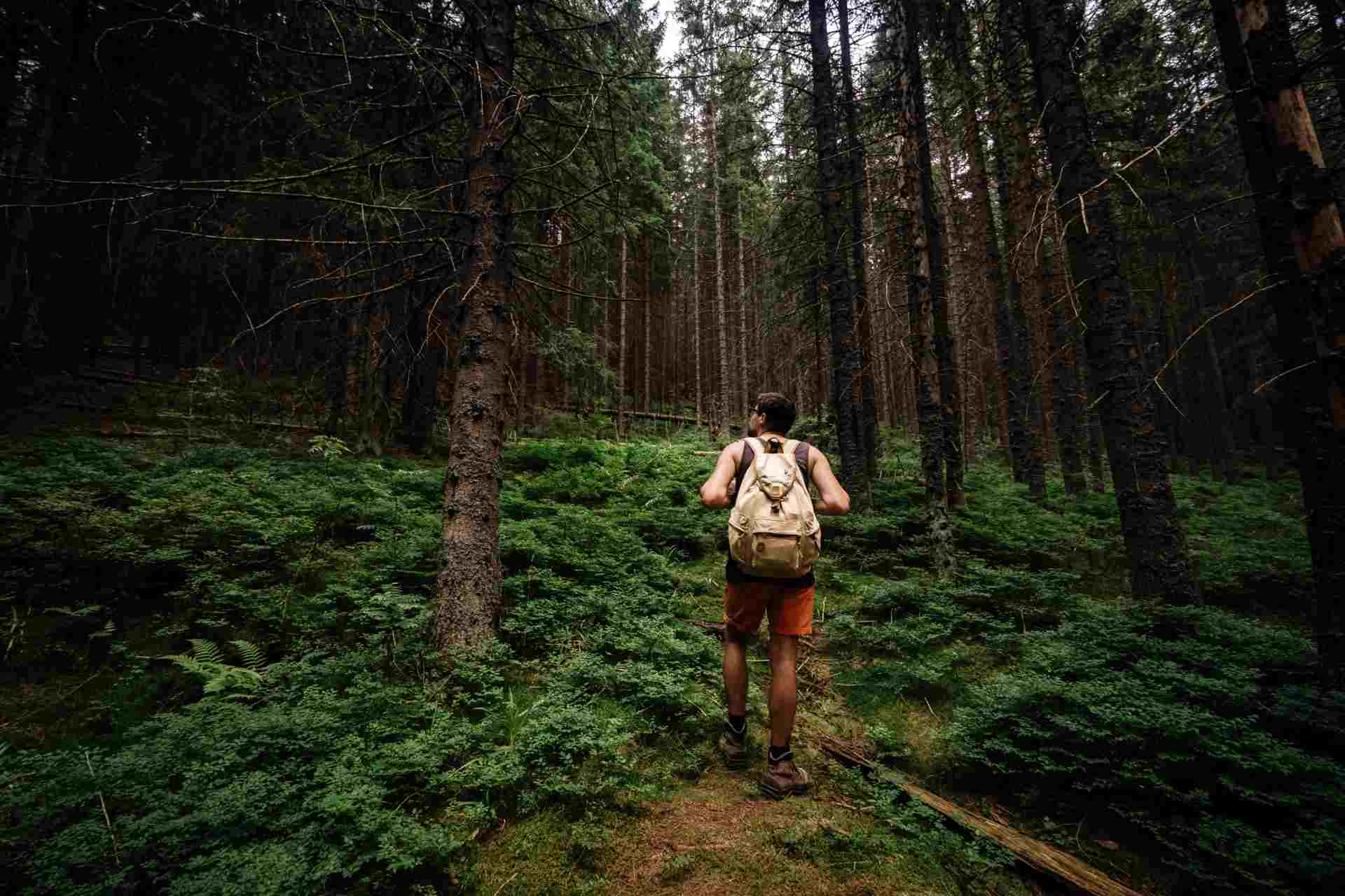 A lone hiker with a beige backpack walking through a dense forest, symbolizing the essence of wilderness survival and exploration.