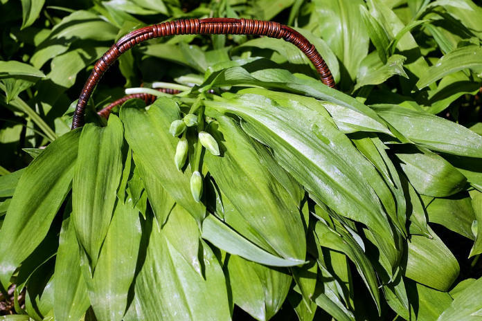 Wild Edible Plants For Survival You Didn’t Know Existed Around You
