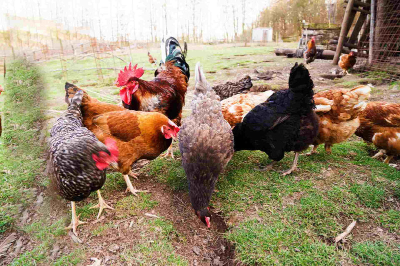 Everything About Breeding Homestead Chickens 
